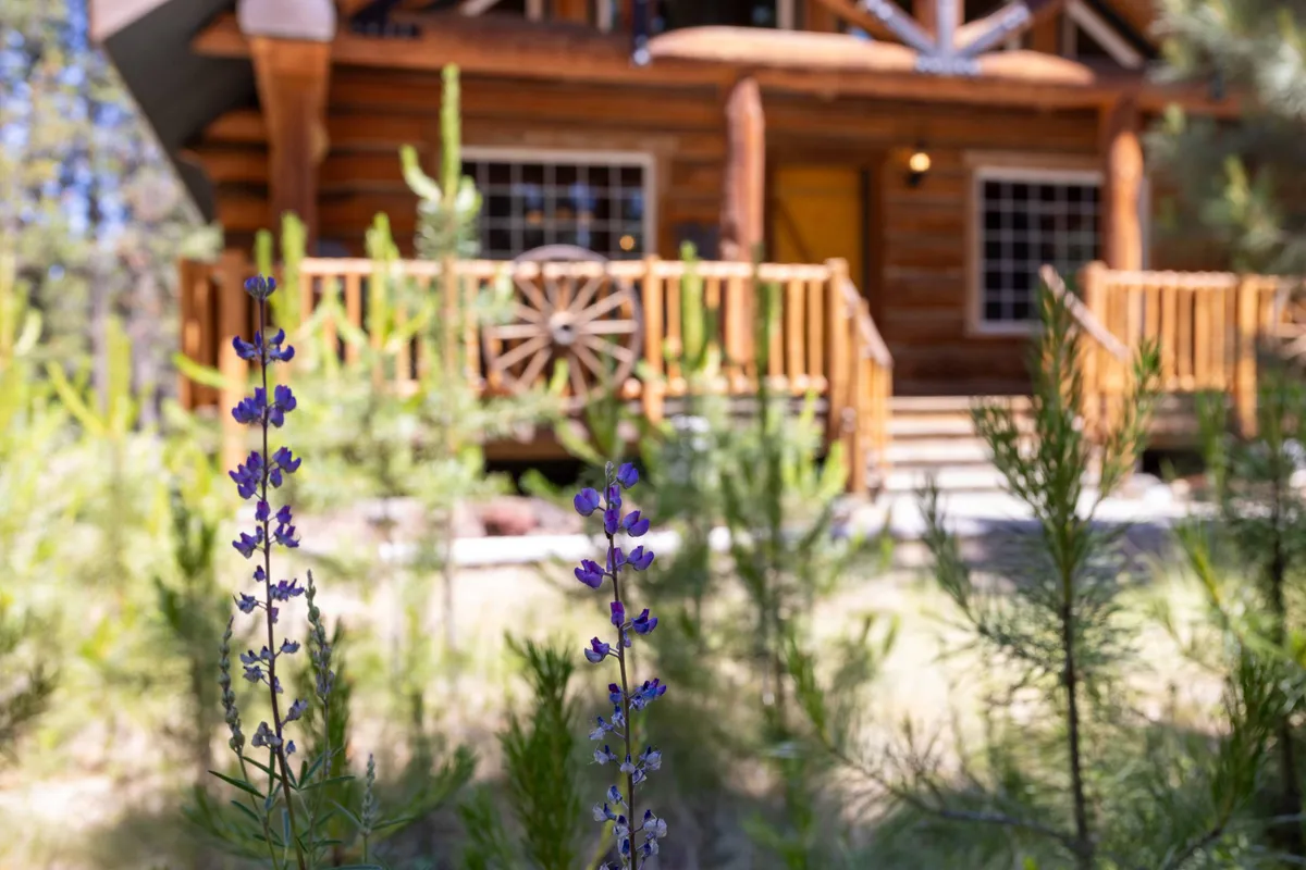 A peaceful exterior view of a log cabin, surrounded by blooming lavender flowers, with a classic wooden railing and rustic wagon wheel adding to the welcoming charm. The inviting porch looks perfect for relaxing, stargazing, or enjoying a quiet morning coffee amidst natural beauty.